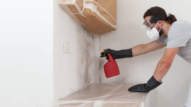 Attic Mold Remediation treatment on roof deck in Lonaconing