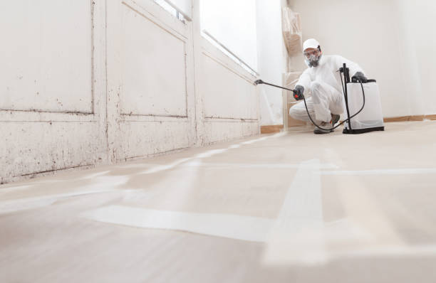 Black mold remediation team in Lonaconing